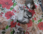Кошки в Ульяновске: Котята в добрые руки. Девочка, Бесплатно - фото 2