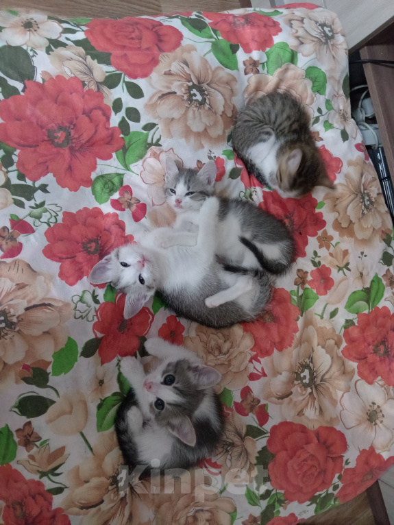 Кошки в Ульяновске: Котята в добрые руки. Девочка, Бесплатно - фото 2