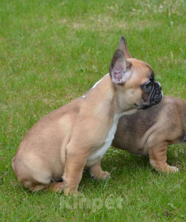 Собаки в Твери: Малышка французского бульдога Девочка, 35 000 руб. - фото 3