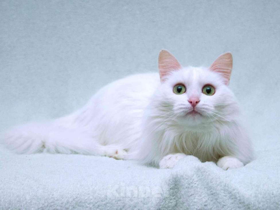 Кошки в Москве: Нежный ласковый белый котик Тимоша Мальчик, Бесплатно - фото 3