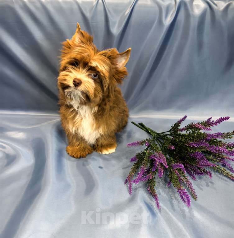 Собаки в Иркутске: Цветной йорк мерле ред блю даймонд 💎 Мальчик, 50 000 руб. - фото 2
