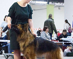 Собаки в Москве: Длинношерстная немецкая овчарка вязка, 10 000 руб. - фото 7