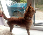 Собаки в Симферополе: Жених, вязка чихуахуа, 100 руб. - фото 4