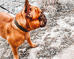 Собаки в Самаре: Французский бульдог Вязка, 1 руб. - фото 5