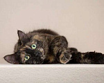 Кошки в Мытищах: Кошка красотка Флекса в добрые руки  Девочка, Бесплатно - фото 4