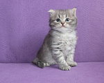 Кошки в Омске: Продаются Невские маскарадные и Сибирские котята Девочка, 35 000 руб. - фото 4