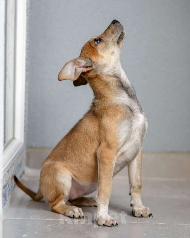 Собаки в Москве: Четверо чудесных щенков ищут дом. Девочка, Бесплатно - фото 9
