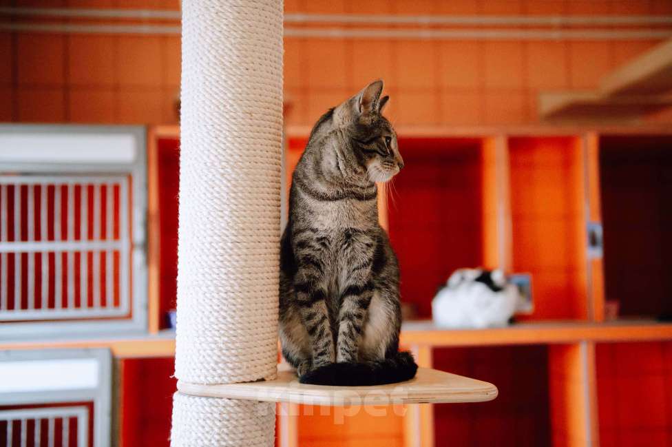 Кошки в других городах Московской области: Подарите Анчоусу дом! Мальчик, Бесплатно - фото 4