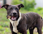 Собаки в Подольске: Барни - очаровательный, добрый песик. Мальчик, Бесплатно - фото 1
