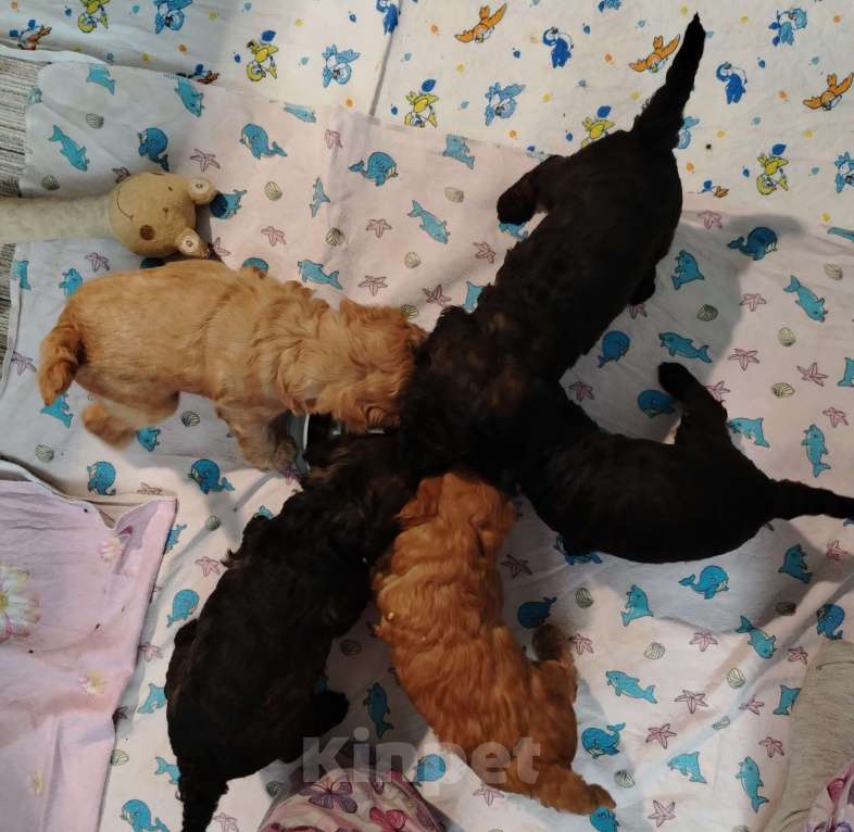 Собаки в Котельнике: Пудель с документами РКФ Разнополые, Бесплатно - фото 4