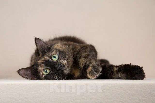 Кошки в Мытищах: Кошка красотка Флекса в добрые руки  Девочка, Бесплатно - фото 4