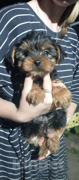 Собаки в Новосибирске: Мальчик стандарт Мальчик, 35 000 руб. - фото 3