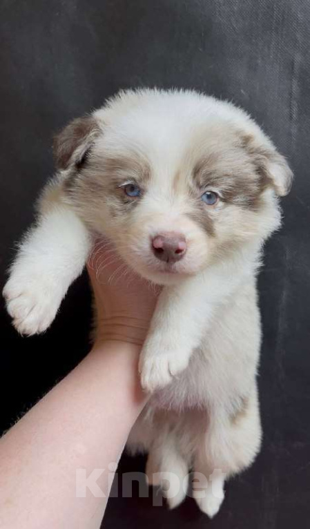 Собаки в других городах Московской области: Бордер колли шоколадно-мраморный мальчик Мальчик, 90 000 руб. - фото 1