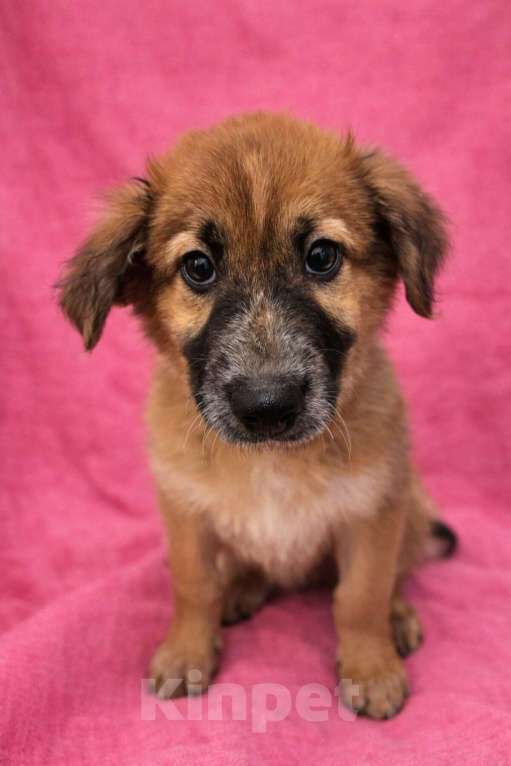 Собаки в Химках: Девочка Мия Девочка, Бесплатно - фото 4