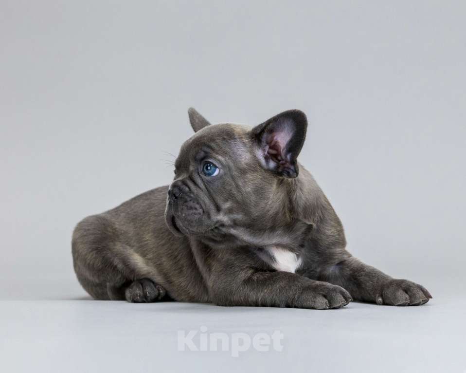 Собаки в Брянске: Элвис Мальчик, 70 000 руб. - фото 4