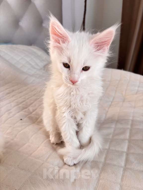 Кошки в Калининграде: Чистокровный котенок Мэйкун , кошечка w62 Девочка, 50 000 руб. - фото 4