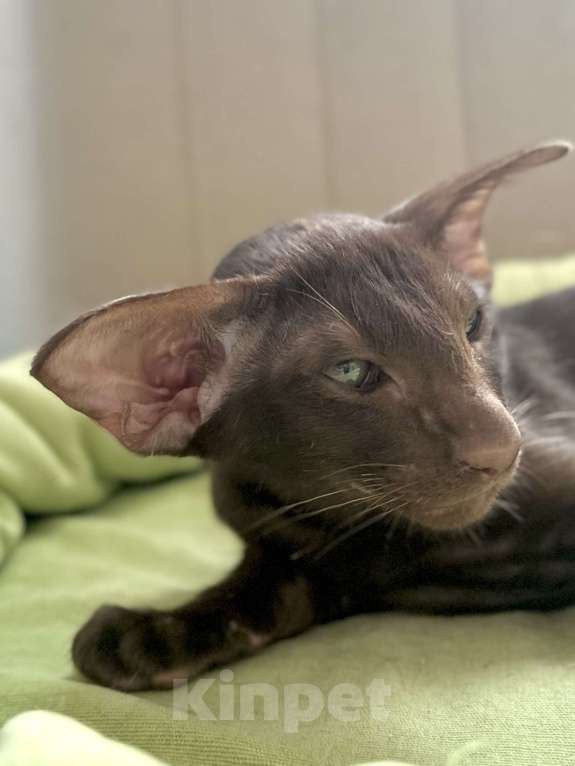 Кошки в Санкт-Петербурге: Котик шоколадного окраса Мальчик, Бесплатно - фото 9