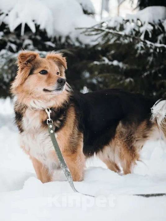 Собаки в Санкт-Петербурге: Пушистая Келли из приюта в добрые руки Девочка, Бесплатно - фото 5