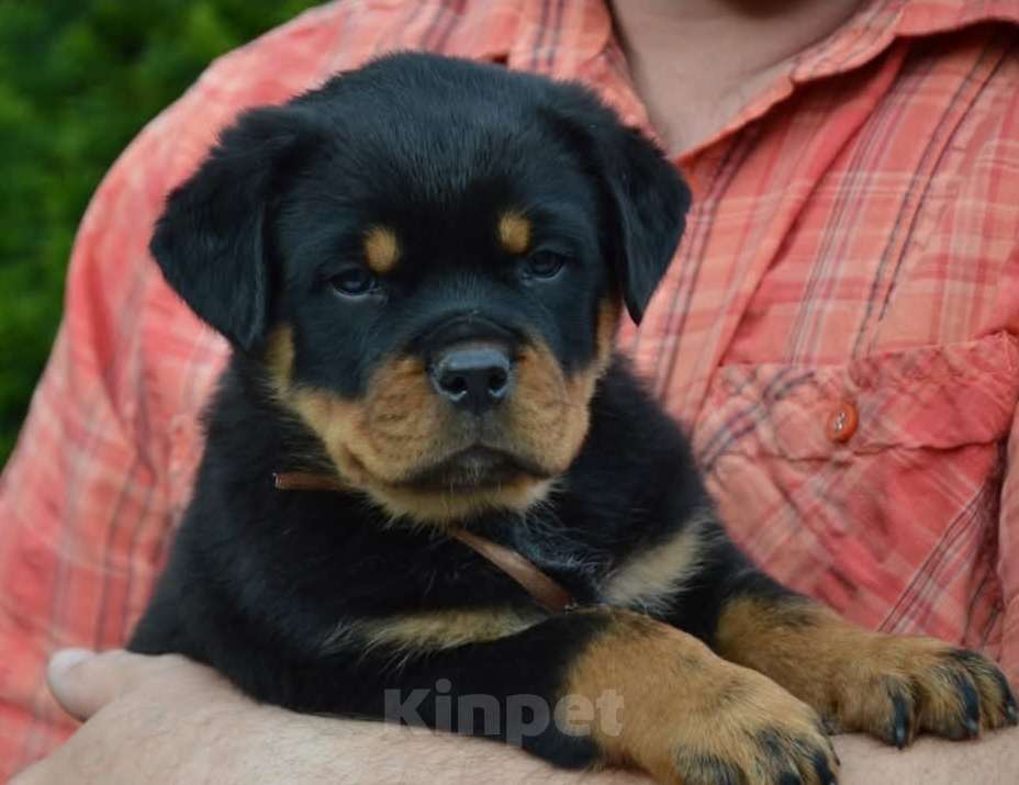 Собаки в Смоленске: Оксигор Хоусе Инди Девочка, 60 000 руб. - фото 2