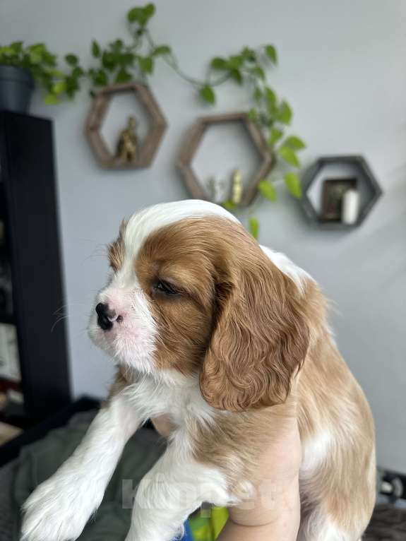 Собаки в Красногорске: Кавалер Кинг Чарльз Спаниель Мальчик, 100 000 руб. - фото 3