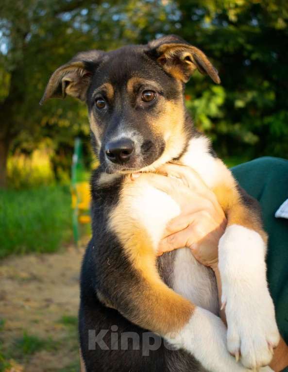 Собаки в Москве: Весёлый трехцветный щенок Черри в добрые руки Девочка, 1 руб. - фото 5