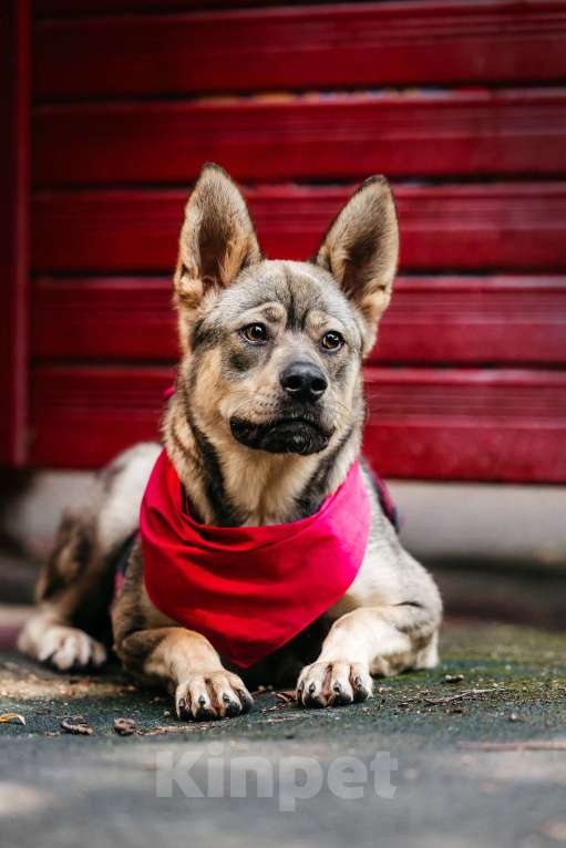 Собаки в Москве: Чудесная Булка в добрые руки Девочка, Бесплатно - фото 4