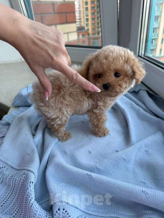 Собаки в Москве: Щенки Мальтипу микро ф1 из Китая  Девочка, Бесплатно - фото 6