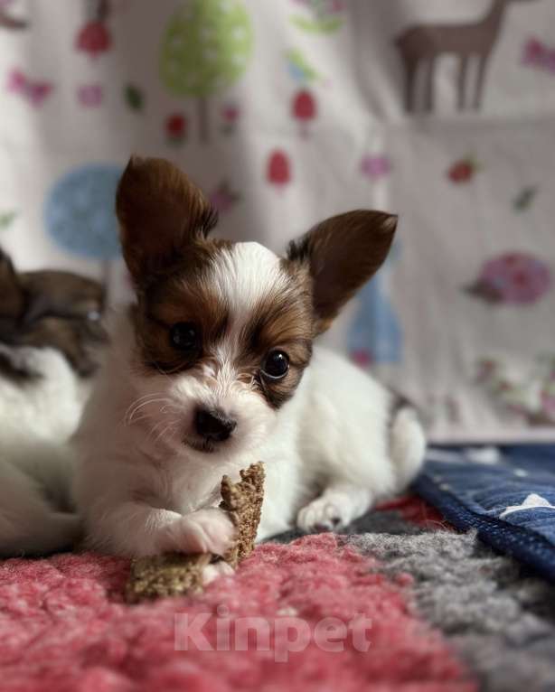 Собаки в Москве: Щенки папийона  от высокопородных родителей Разнополые, Бесплатно - фото 2