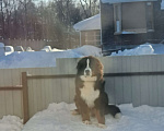 Собаки в других городах Чувашии: Бернский зенненхунд, щенок 8 мес Мальчик, 40 000 руб. - фото 4