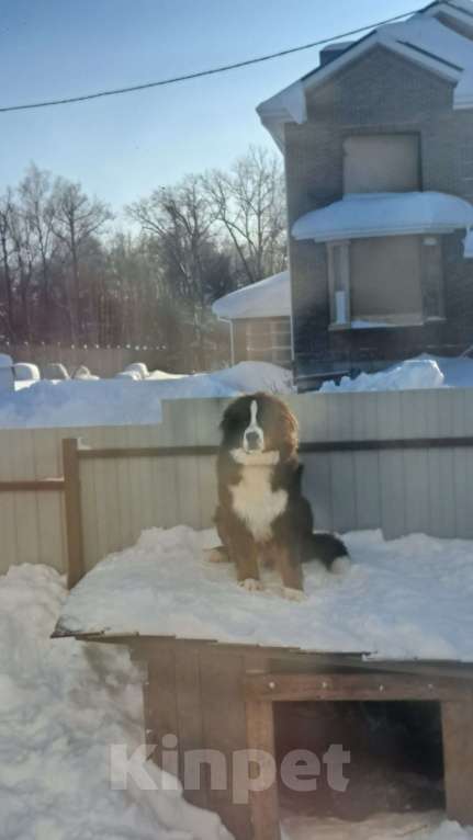 Собаки в других городах Чувашии: Бернский зенненхунд, щенок 8 мес Мальчик, 40 000 руб. - фото 4