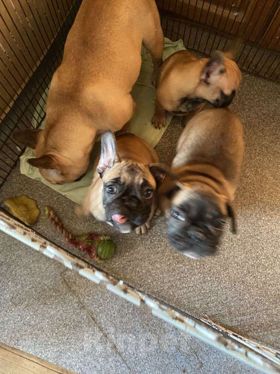 Собаки в Санкт-Петербурге: Шикарный мальчишка рыжего окраса  Мальчик, 45 000 руб. - фото 6