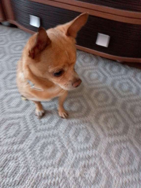 Собаки в Новосибирске: Найдена собака Мальчик, Бесплатно - фото 2