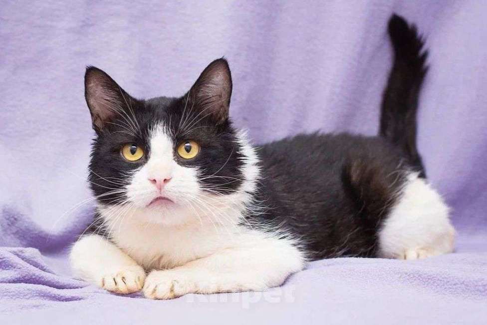 Кошки в Москве: Грустный котик Крошик ищет дом Мальчик, Бесплатно - фото 1