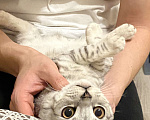 Кошки в Пензе: Отдам кошку в добрые руки, 9 месяцев  Девочка, 10 руб. - фото 2