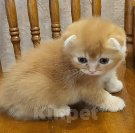 Кошки в Краснодаре: Милые котята Мальчик, 20 000 руб. - фото 5