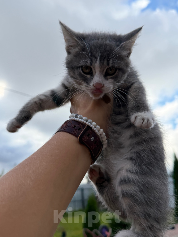 Кошки в Подольске: Отдам котенка в добрые руки Девочка, Бесплатно - фото 2