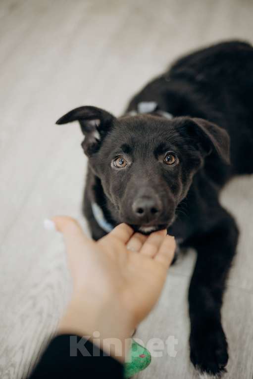 Собаки в Москве: Черный щенок в добрые руки бесплатно Мальчик, Бесплатно - фото 4