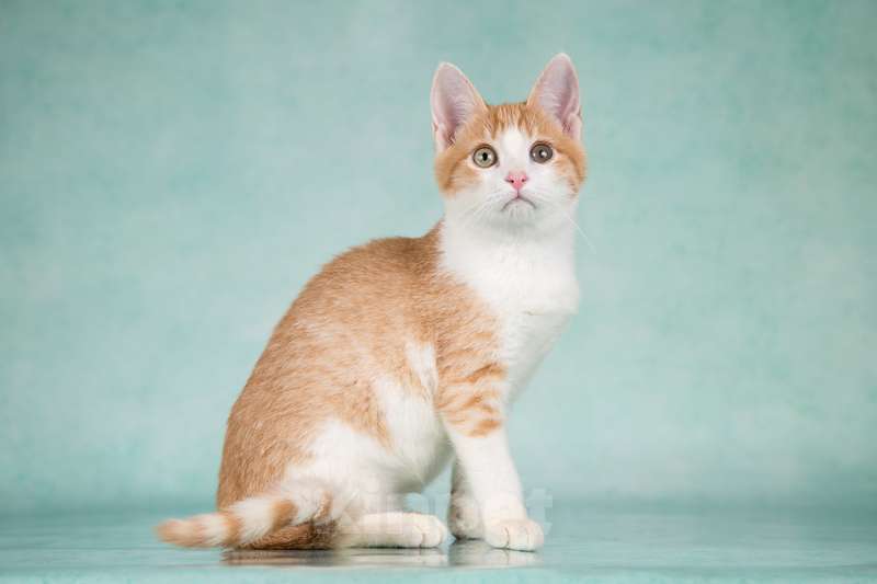 Кошки в Москве: Очень ласковый и ручной рыжий котенок Хомочка в добрые руки Девочка, 1 руб. - фото 5