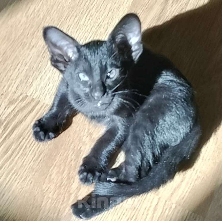 Кошки в Шахте: Продаю котят ориентальной породы  Девочка, 20 001 руб. - фото 3