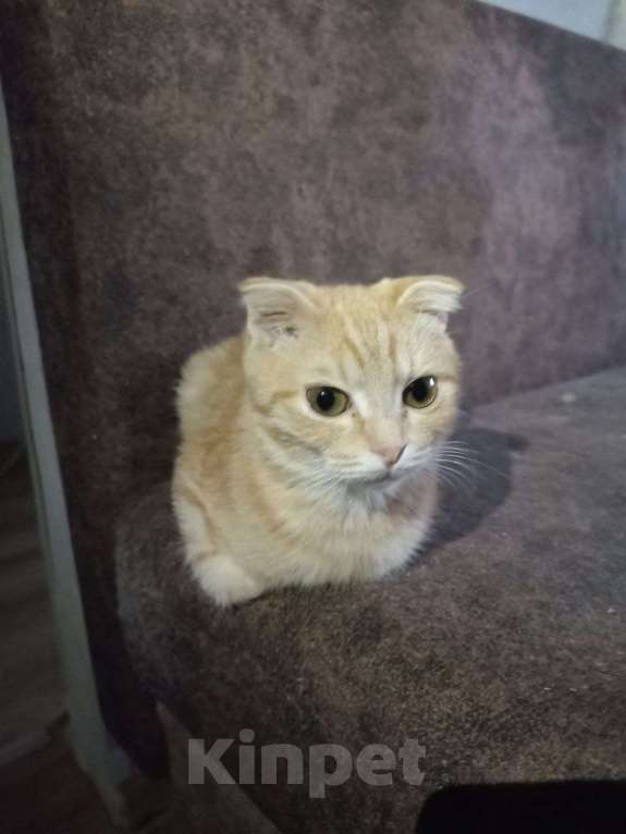 Кошки в Тюмени: Котята в хорошие руки Мальчик, Бесплатно - фото 2