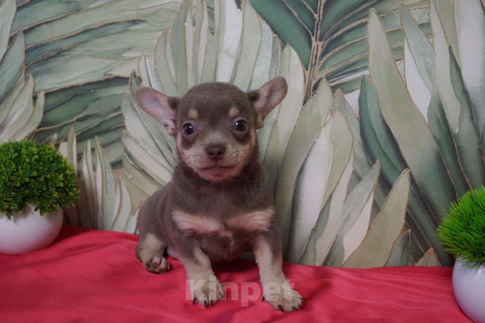 Собаки в Москве: Мальчик- лилово подпалый Мальчик, 40 000 руб. - фото 5