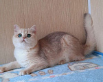 Кошки в Ореховом-Зуево: Девочка BRIay12 Девочка, 1 руб. - фото 1