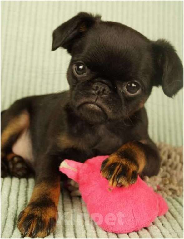 Собаки в Москве: ОНИКС Мальчик, 85 000 руб. - фото 1