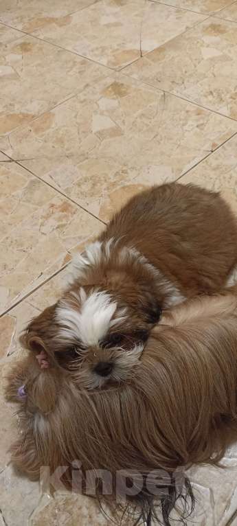 Собаки в Санкт-Петербурге: Мальчик ши-тцу в коричневом плаще  Мальчик, 40 000 руб. - фото 2