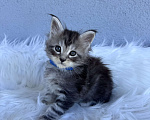 Кошки в Кудрово: Котенок мейн-кун, мальчик , шейдед линия Мальчик, Бесплатно - фото 3