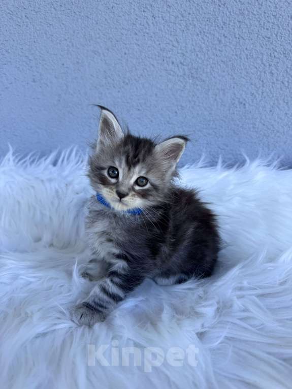 Кошки в Кудрово: Котенок мейн-кун, мальчик , шейдед линия Мальчик, Бесплатно - фото 3