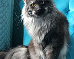 Кошки в Санкт-Петербурге: Мальчик мейн кун в серебряном окрасе Мальчик, 50 000 руб. - фото 5