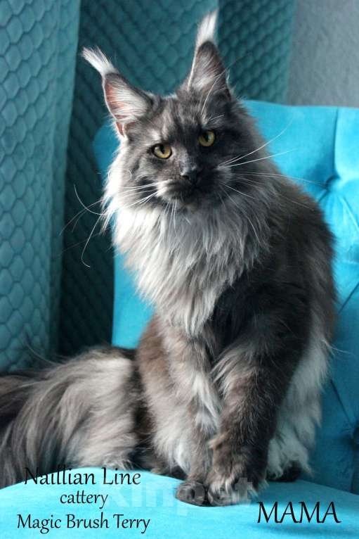 Кошки в Санкт-Петербурге: Мальчик мейн кун в серебряном окрасе Мальчик, 50 000 руб. - фото 5