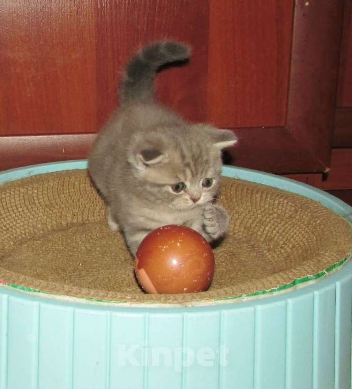 Кошки в Санкт-Петербурге: для бронирования кошечка Девочка, 25 000 руб. - фото 5