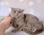 Кошки в Мурином: Британская кошечка лилового окраса Девочка, 9 000 руб. - фото 5